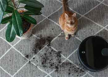 How to Choose a Robot Vacuum Cleaner